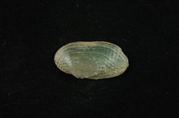藏品(石蚌)的圖片